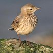 American Pipit